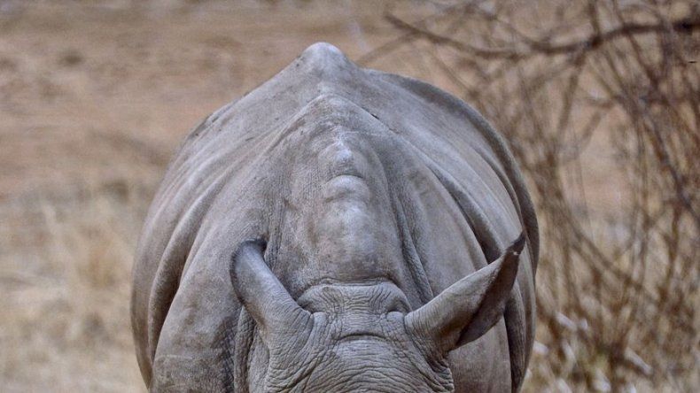 Orfanato de rinocerontes sudafricano cuida víctimas de caza