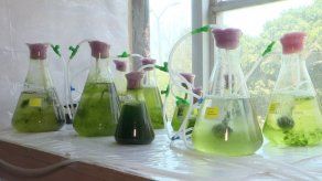 Diminutas algas pueden ayudar a descontaminar los lagos de Perú