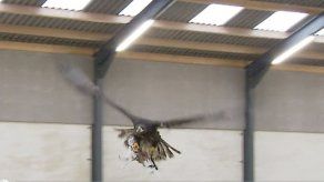 Águilas vs Drones:Policía holandesa persigue drones con aves