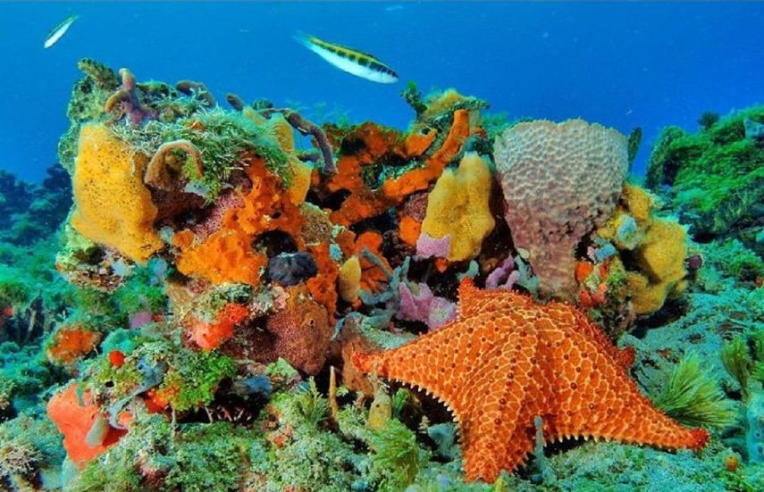 Escena marina del Parque Nacional Coiba