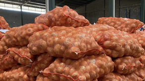 El IMA compra cebolla a productores panameños