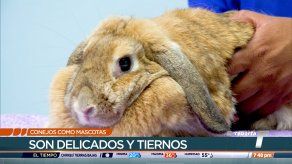 TR Verde: Conejos como mascotas