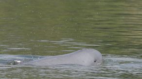 En 2020 se estimó que quedaban 89, aunque entonces había optimismo a que la población se había estabilizado.