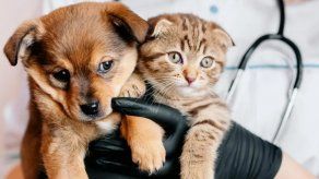 Mascotas: ¿Sabes en qué momento debes vacunar a tu mascota?.