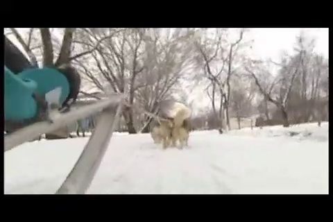 El invierno moscovita invita a pasear en trineo con perros