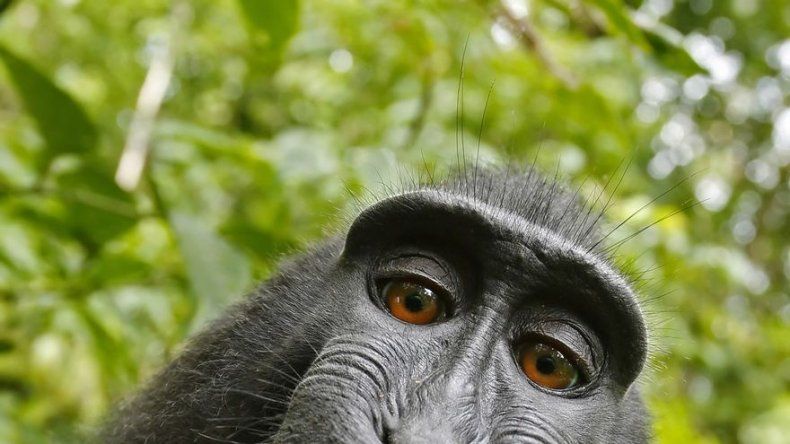 PETA demanda para que mono sea declarado dueño de selfies