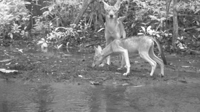 MiAmbiente reitera a productores tomar medidas tras aumento de ataques MiAmbiente reitera a productores tomar medidas tras aumento de ataques