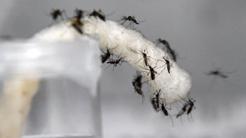 Smithsonian dice que mosquitos de bosques dañados transmiten más enfermedades