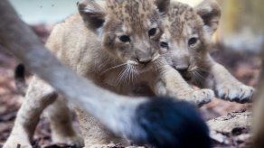 Zoológico de Fráncfort presume cachorros de león