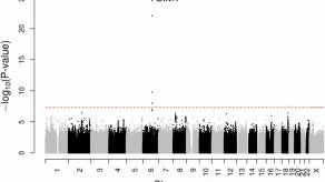 Hallan un factor genético que aumenta el riesgo de disfunción eréctil
