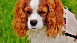 ¿Por qué a mi perro le cuesta orinar?