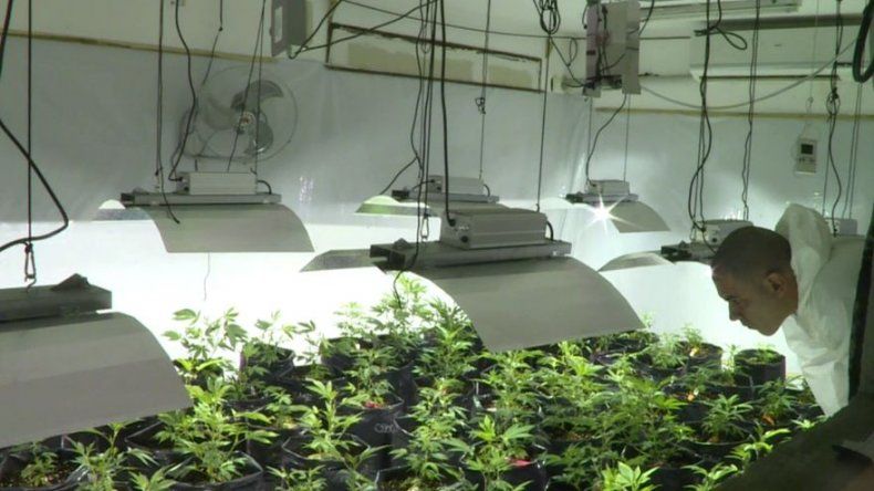 Uruguay producirá 6 toneladas de marihuana legal por mes