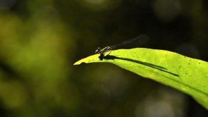 Existen 300 especies de artrópodos por cada una de mamíferos