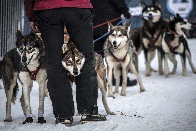 Carrera de trineos tirado por perros La Grande Odisea