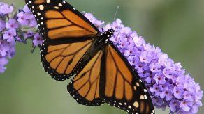 Mariposas monarca evolucionaron en Norteamérica