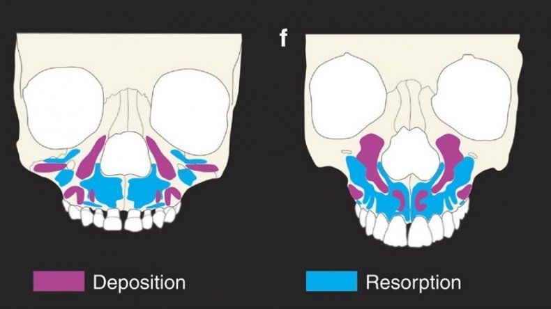 Un estudio revela que el patrón de la cara humana es único