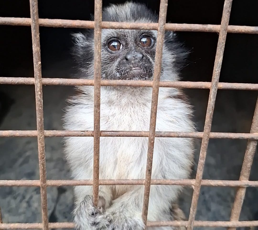 Ejemplar de mono tití.