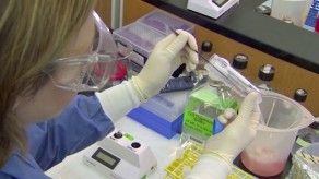Comienzan las primeras pruebas de una vacuna contra el zika en EEUU