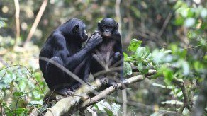 Cómo las mamás bonobo hacen de Celestina de sus hijos machos