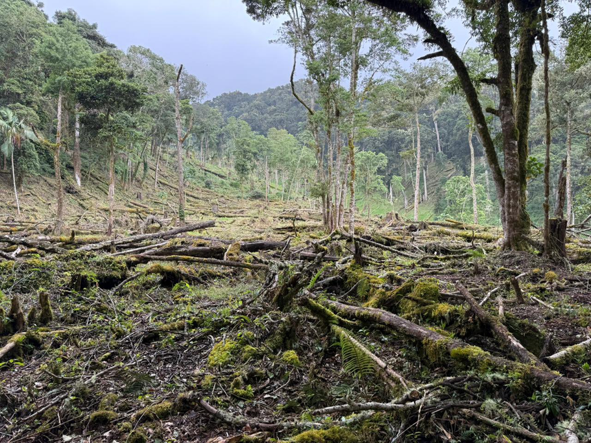MiAmbiente atiende casos de tala