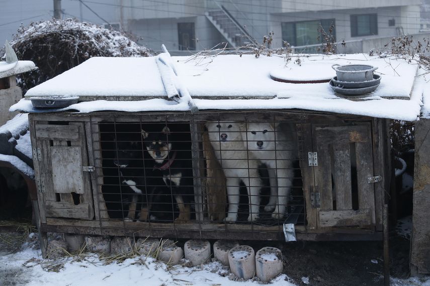 La carne de perro no es legal ni está explícitamente prohibida en Corea del Sur.