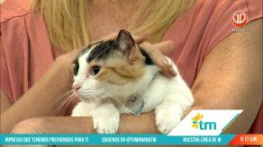 ¿Qué cuidados hay que tener con los gatos?