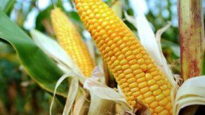 Productores preocupados por venta de maíz importado