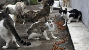 ¿Cómo prevenir la sobrepoblación felina?