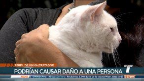 Psicóloga advierte que un maltratador de animales podría causar daño a una persona