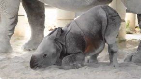 Nace en Miami primer rinoceronte indio por ovulación inducida e inseminación
