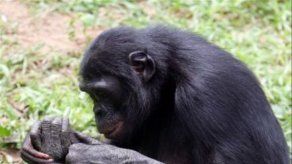 El atractivo sexual de las hembras bonobos