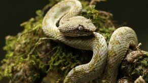 Experto: a las farmacéuticas no les interesa atender mordeduras de serpientes