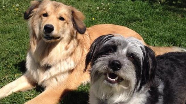 Los perros rehúyen a personas desagradables con sus dueños