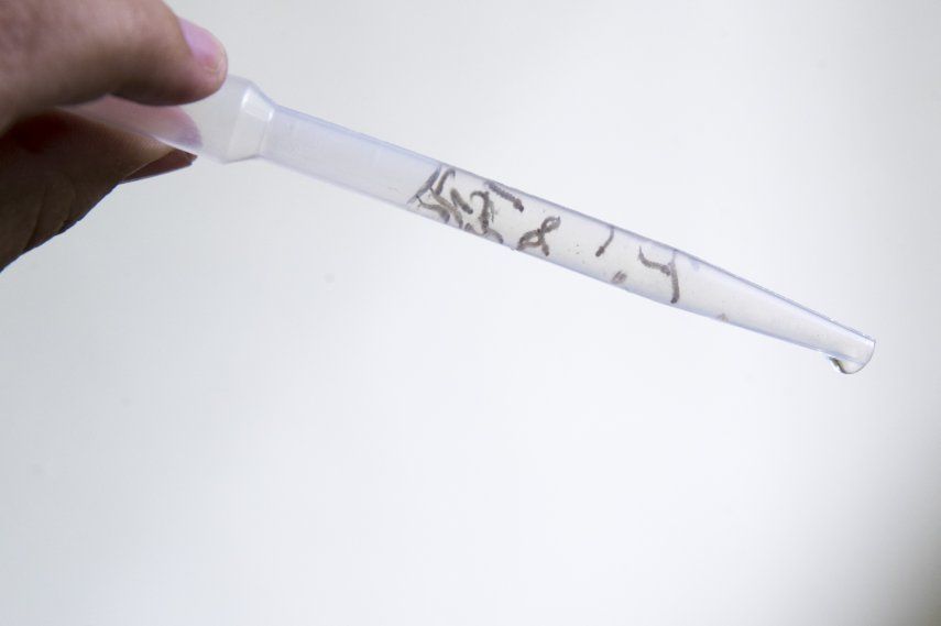 El Zika es transmitido por el mosquito Aedes aegypti.