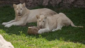 Una joven pareja de leones blancos se exhibe en el Zoológico Parque de las Leyendas en Lima.