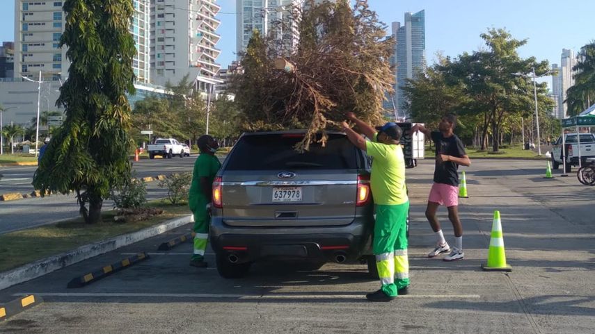 AAUD anuncia nuevo punto para recolección de arbolitos de navidad