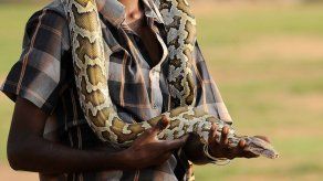 Matrimonio halla serpiente pitón en un sillón