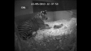 Filmado el nacimiento de un tigre en el zoo de Londres