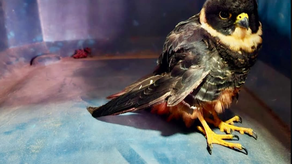 MiAmbiente rescata halcón cuellirojo