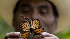 México: Tormentas dañan hábitat de la mariposa monarca