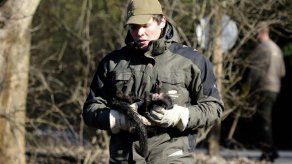 Atrapan a monas que escaparon de zoológico de Berlín