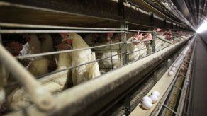 Rusia afirma que detectó primer caso de transmisión de cepa H5N8 de gripe aviar al ser humano