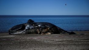 No descarta que se puedan reportar nuevos casos en los próximos días.