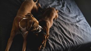En una discusión, ¿De qué lado se ponen los perros?