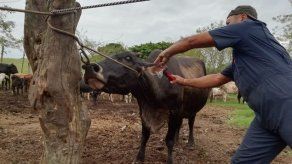 Veterinarios reiteran paro nacional este lunes por incumplimiento de acuerdos