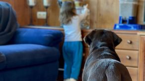Las mascotas ayudan a los niños a limitarlos de alergias y obesidad