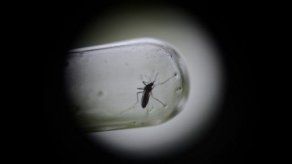 El turístico Caribe colombiano ante una epidemia de chikungunya