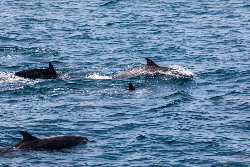 Ruido de motores afecta la detección de cantos de ballenas.