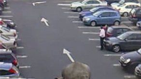 Elefante huye de circo y atemoriza a clientes de cafetería