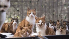 La Policía china evita que 500 gatos acaben siendo parte del menú